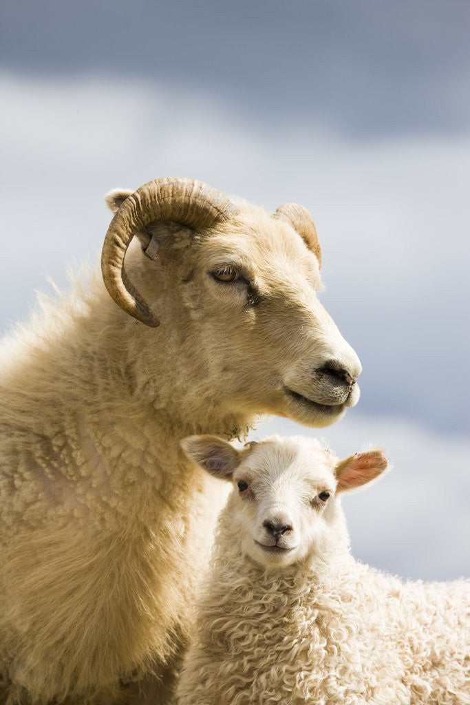 Detail of Adult Icelandic Sheep with Lamb by Corbis
