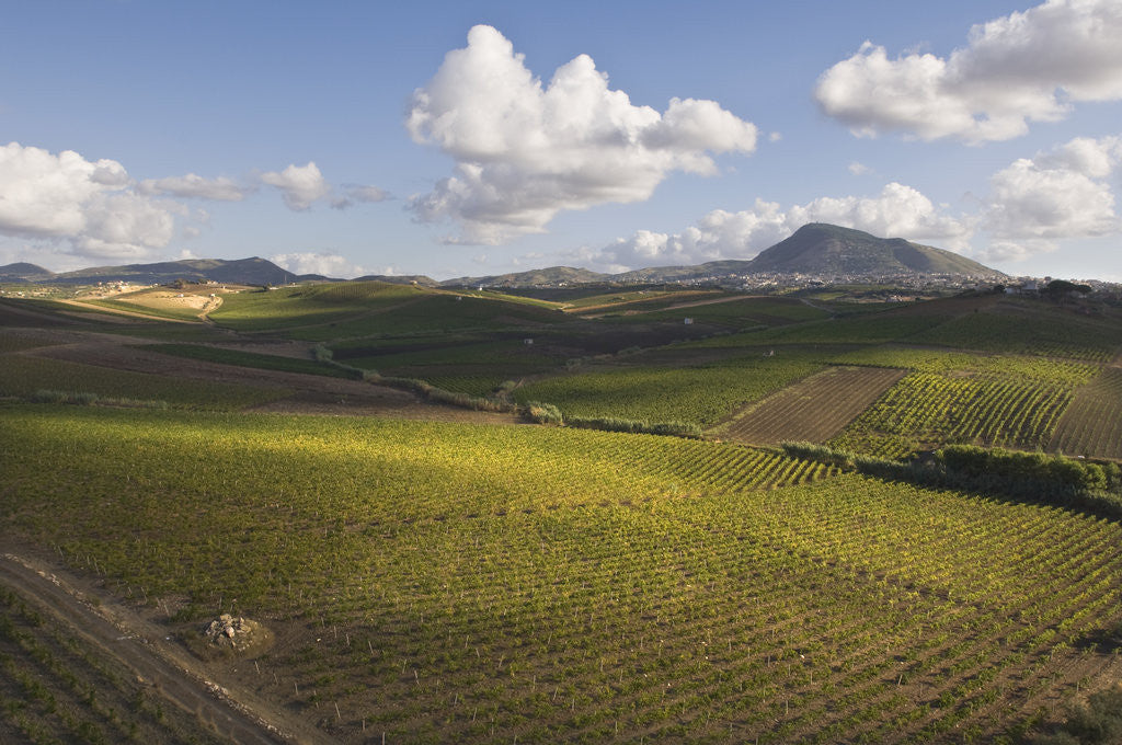 Detail of Vineyards Near Partinico on Sicily by Anonymous