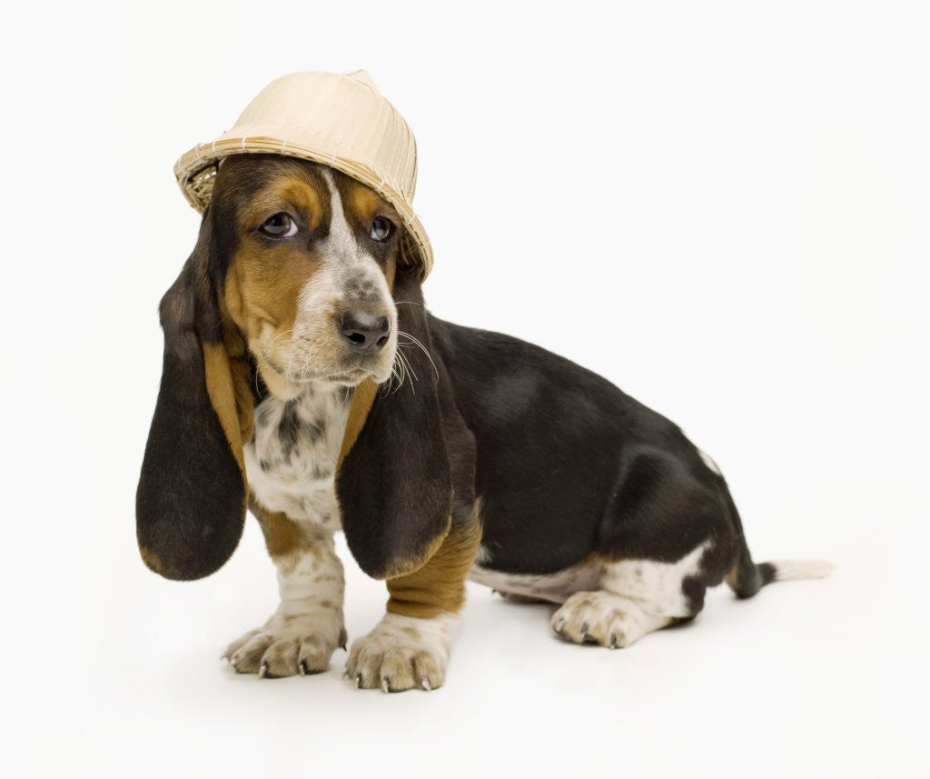 Detail of Basset Hound Puppy Wearing a Safari Hat by Corbis