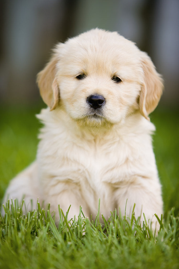 Detail of Golden Retriever Puppy by Anonymous