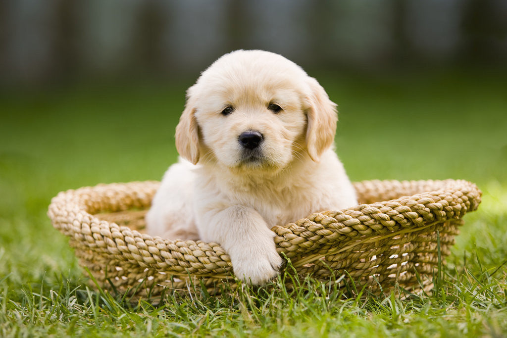 Detail of Golden Retriever Puppy in Pet Bed by Anonymous