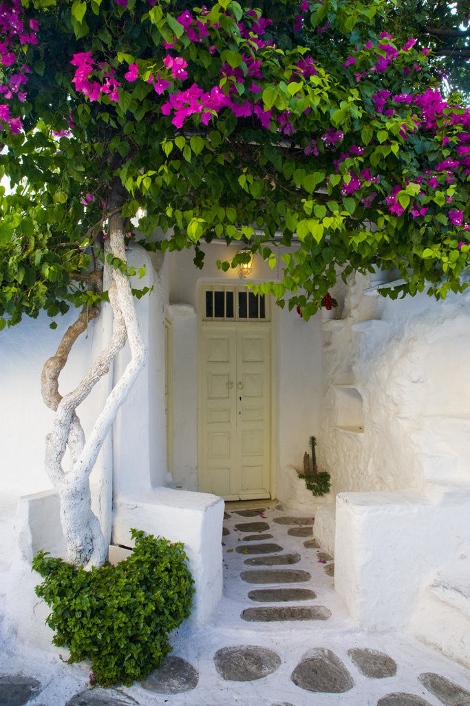 Detail of Storefront with Colorful Bougainvillea by Anonymous
