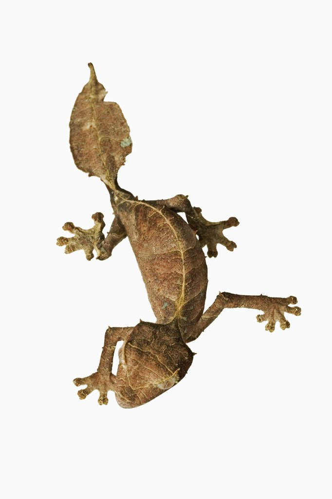 Detail of Leaf-tailed Gecko by Anonymous