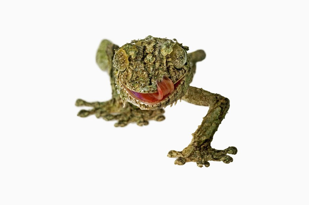 Detail of Fringed Gecko by Anonymous