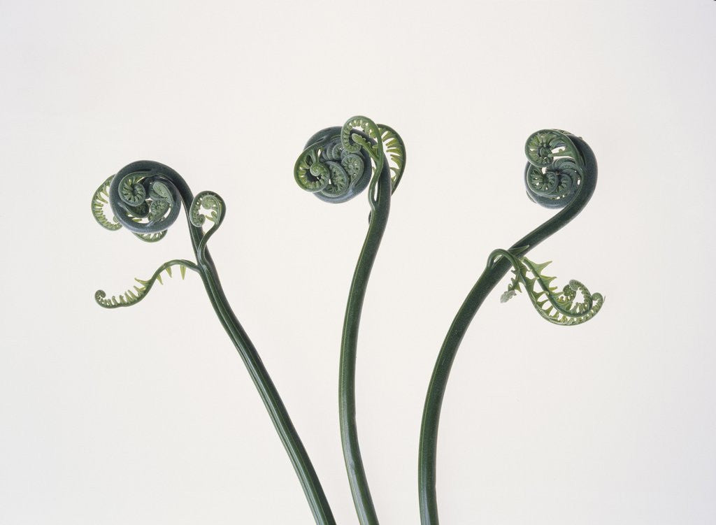 Detail of Three Fern Stems by Anonymous