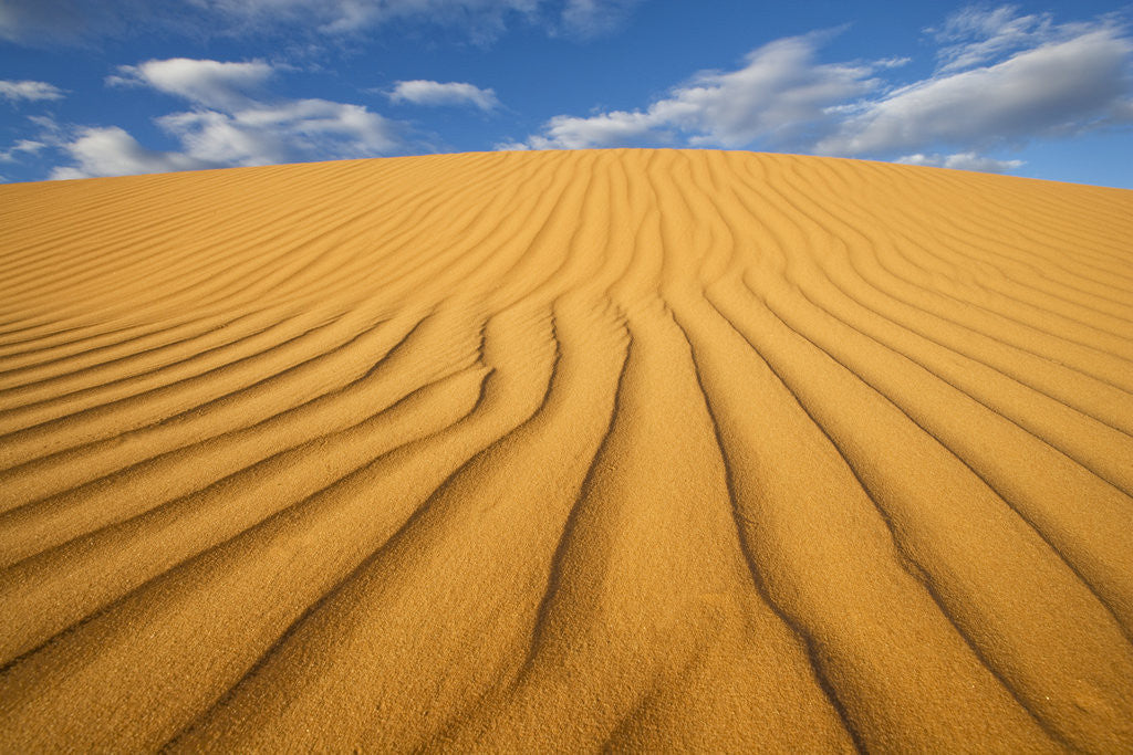 Detail of Sand Dune in the Kalahari Desert by Anonymous