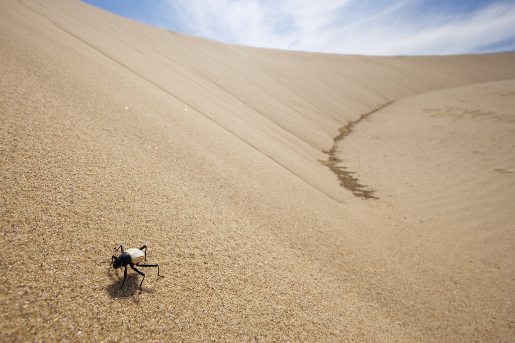 Detail of White Beetle in Sand Dunes by Anonymous