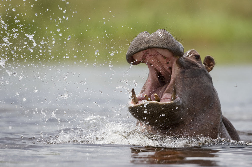 Detail of Hippopotamus in the Kwando River by Anonymous