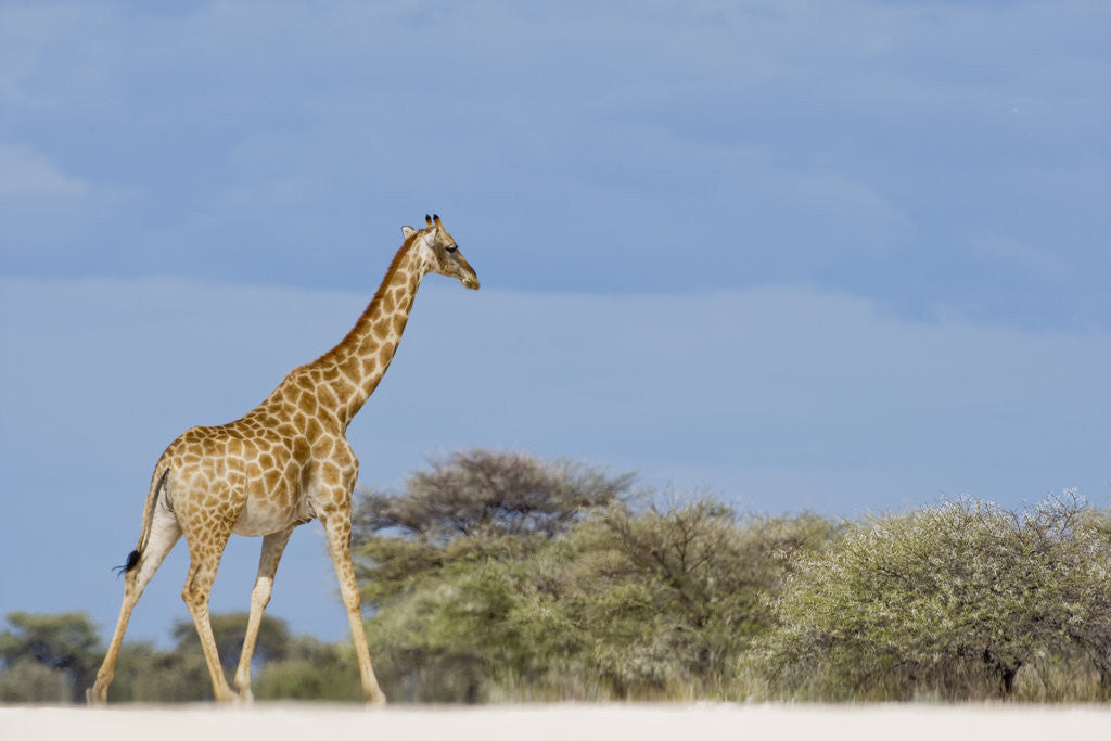 Detail of Giraffe in Etosha National Park by Anonymous