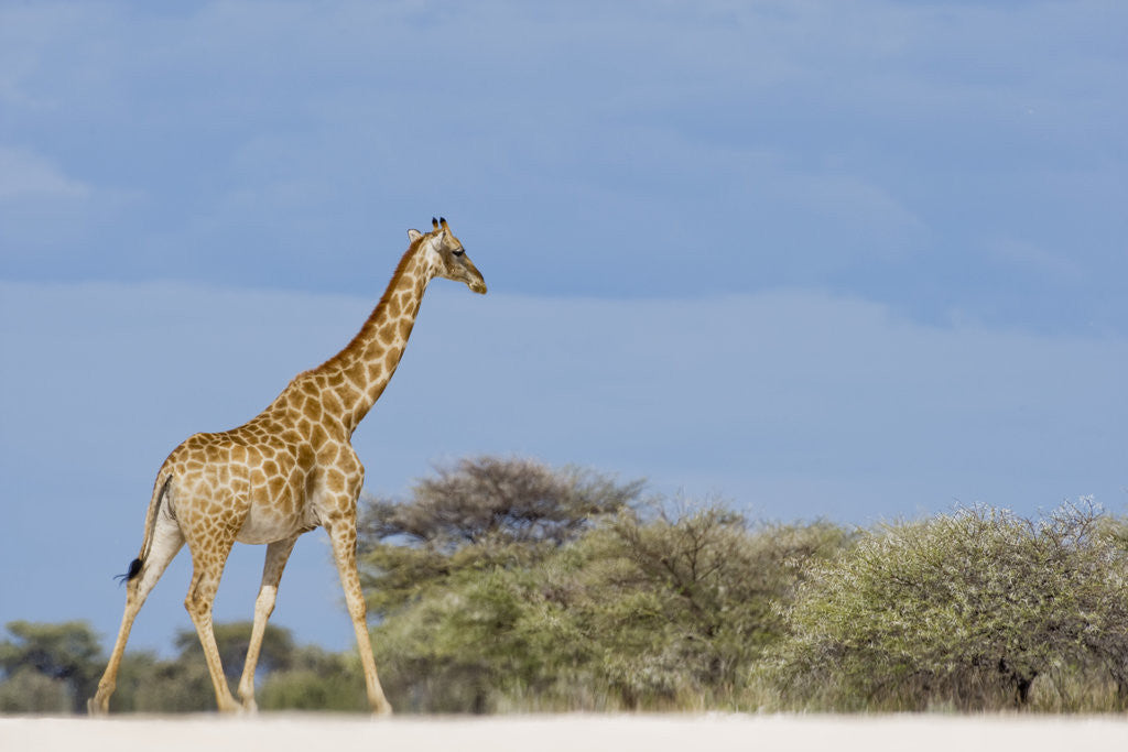 Detail of Giraffe in Etosha National Park by Corbis