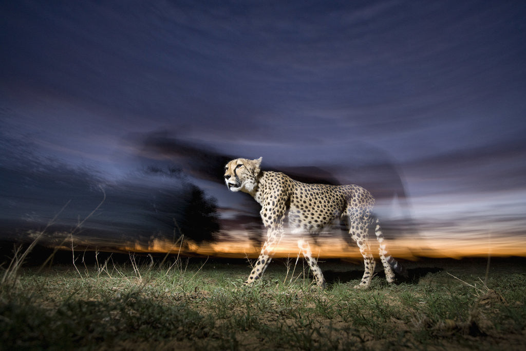 Detail of Cheetah at Dusk by Corbis