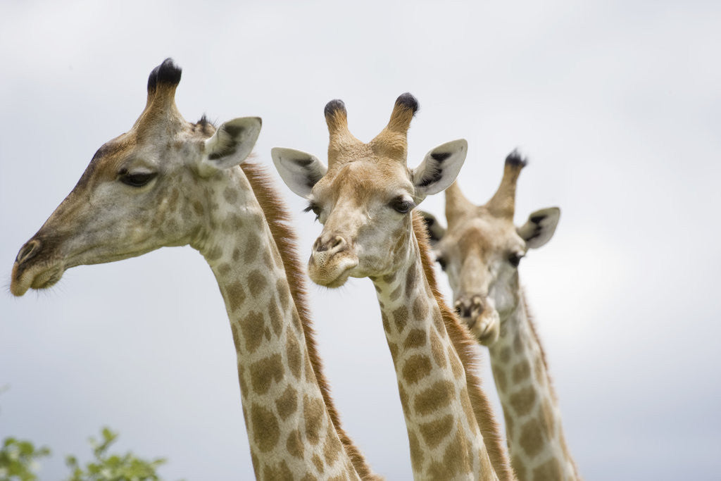 Detail of Giraffe in Savuti Marsh by Anonymous