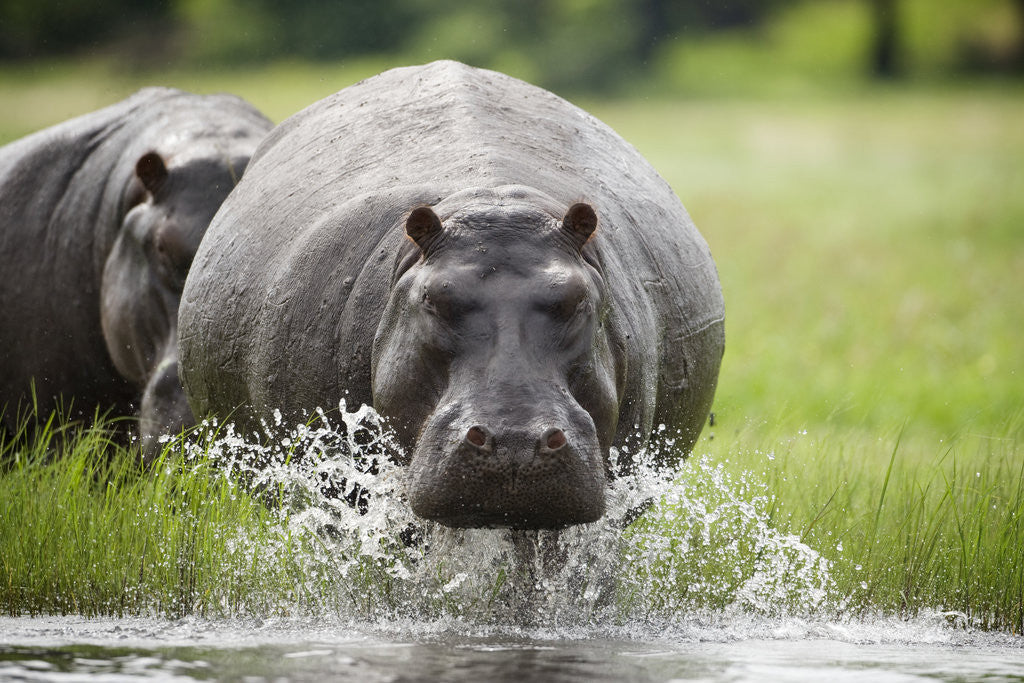 Detail of Hippopotamus in Chobe National Park by Anonymous
