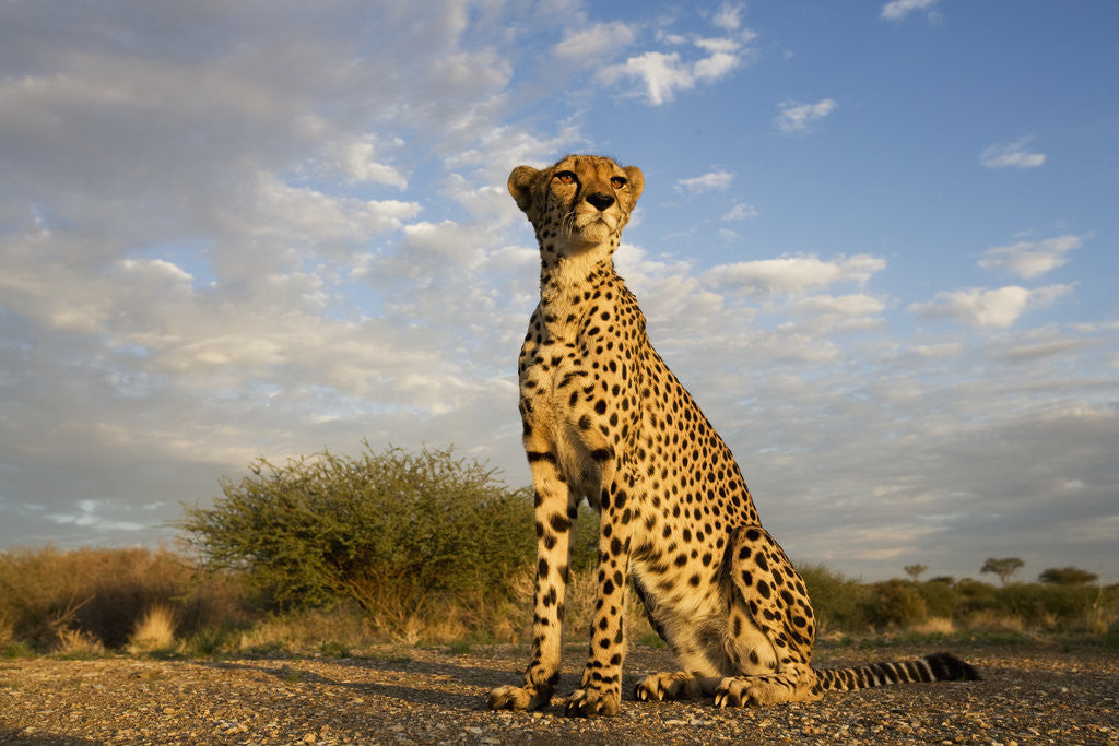 Detail of Cheetah at Sunset by Anonymous