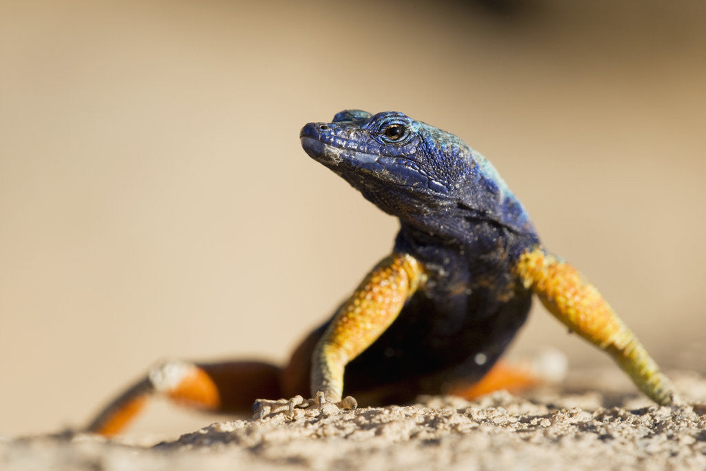 Detail of Augrabies Flat Lizard by Anonymous