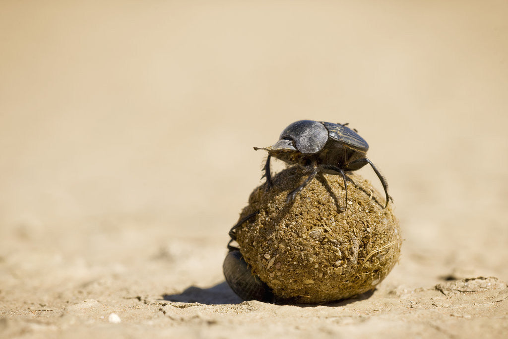 Detail of Dung Beetles in Kgalagadi Transfrontier Park by Anonymous