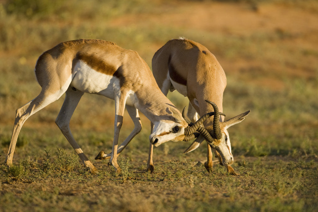 Detail of Springbok Fighting in Kgalagadi Transfrontier Park by Anonymous