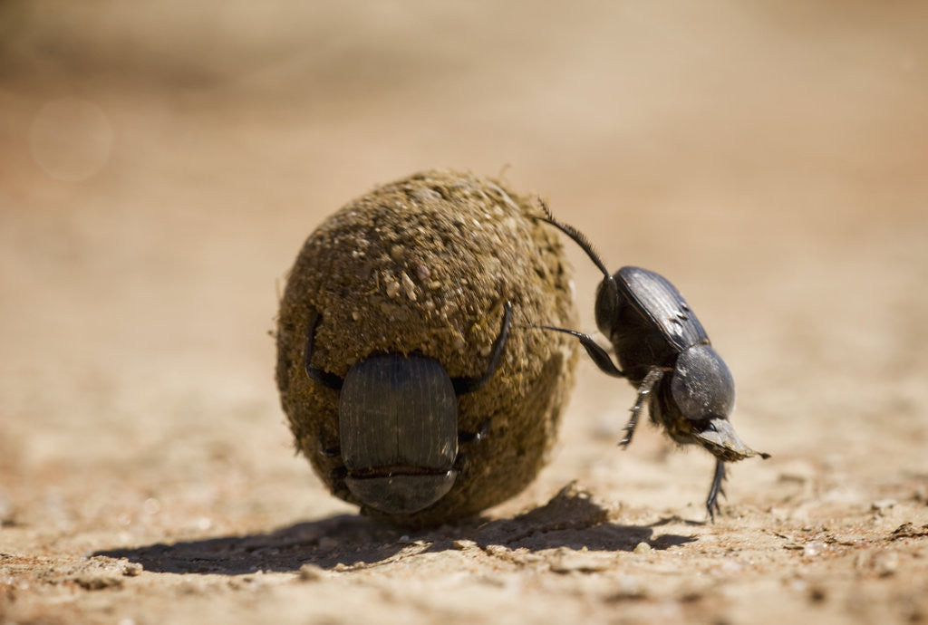 Detail of Dung Beetles in Kgalagadi Transfrontier Park by Anonymous