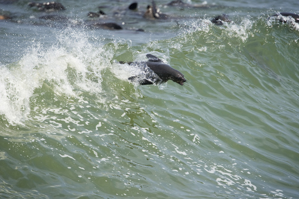 Detail of Southern Fur Seals by Anonymous