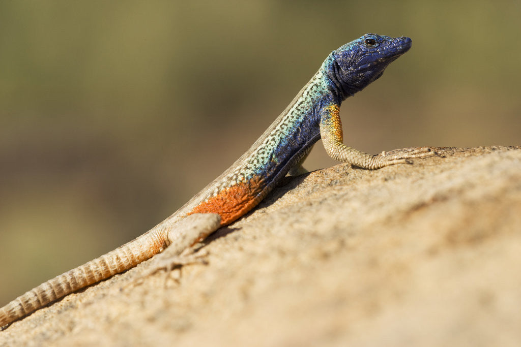 Detail of Augrabies Flat Lizard by Anonymous
