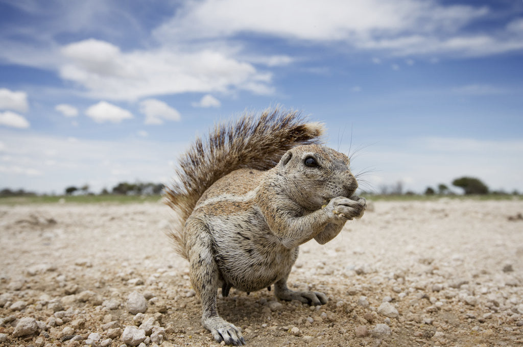 Detail of Cape Ground Squirrel in Etosha National Park by Corbis