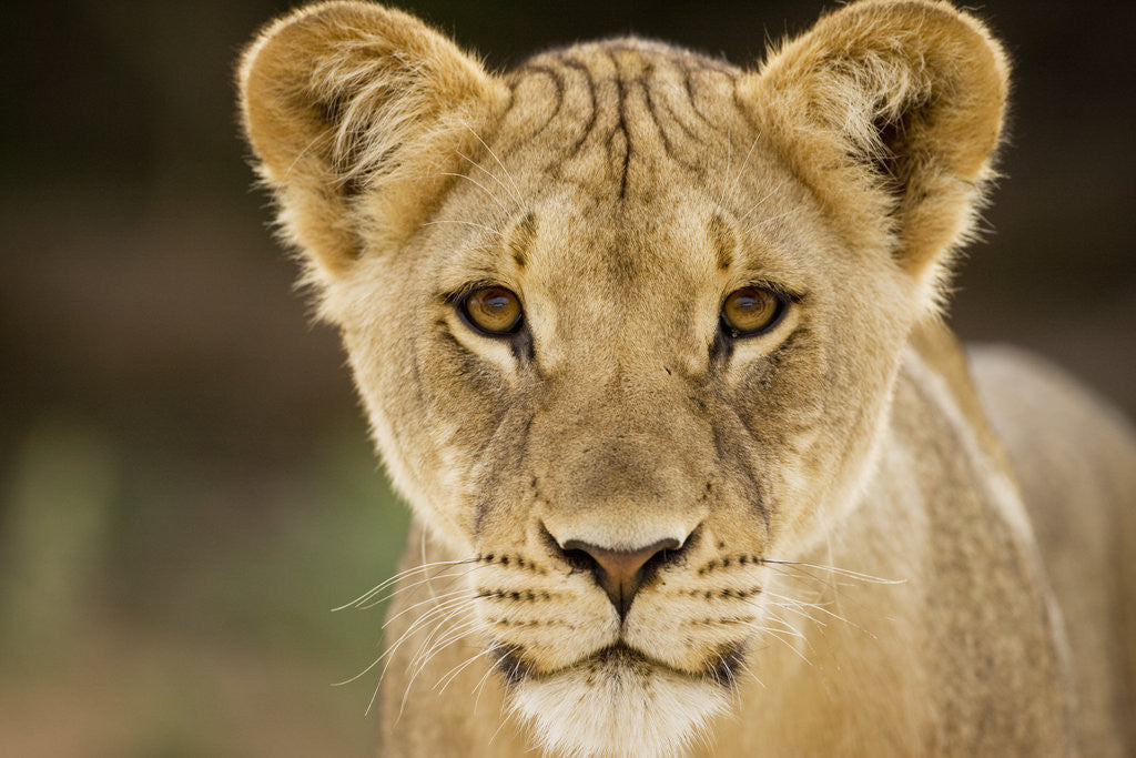 Detail of Lion in Kgalagadi Transfrontier Park by Anonymous