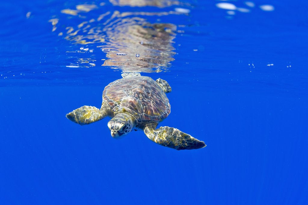 Detail of Underwater View of Green Sea Turtle by Anonymous