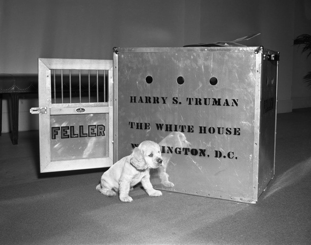 Detail of Truman's New Pup 