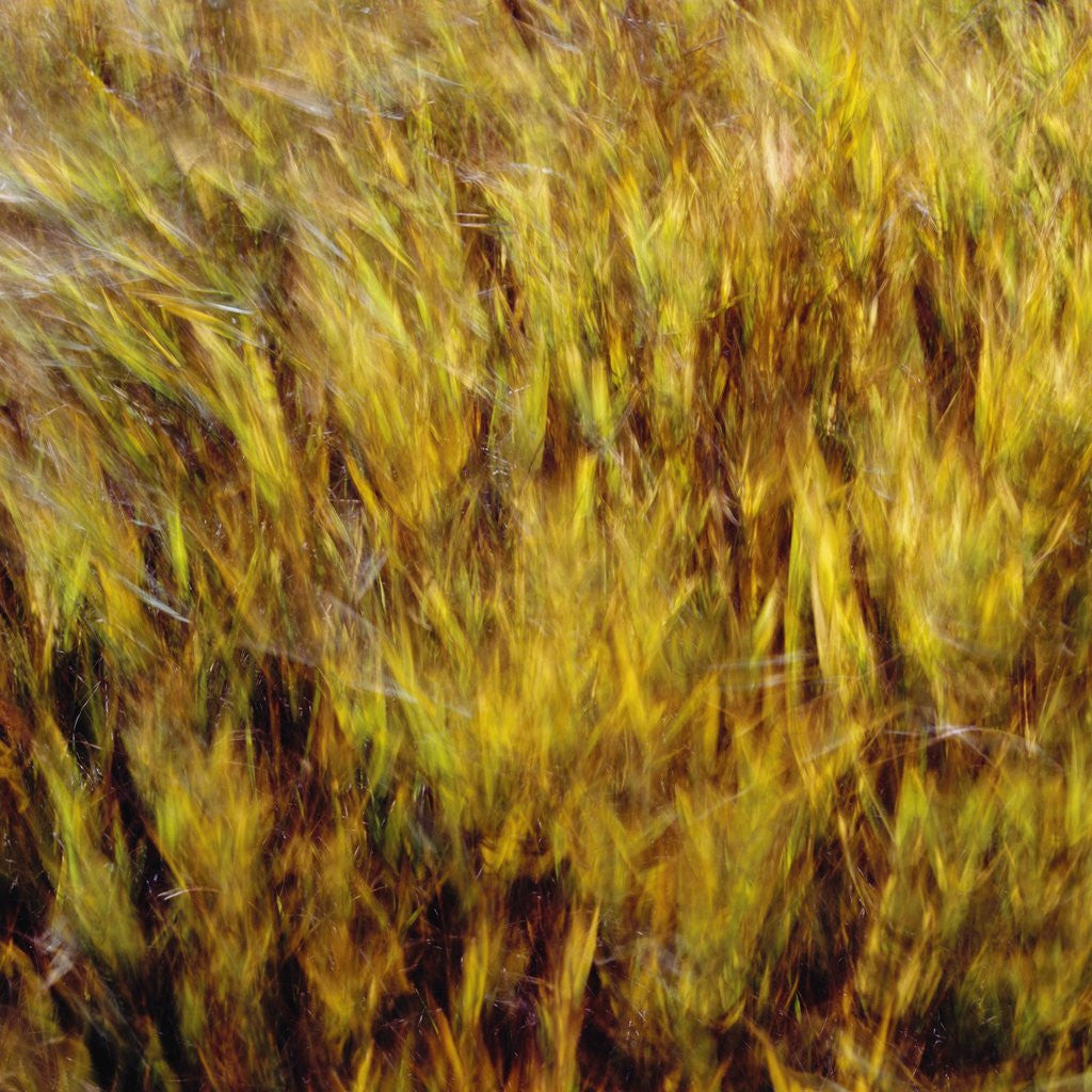 Detail of Abstract dry crops by Anonymous