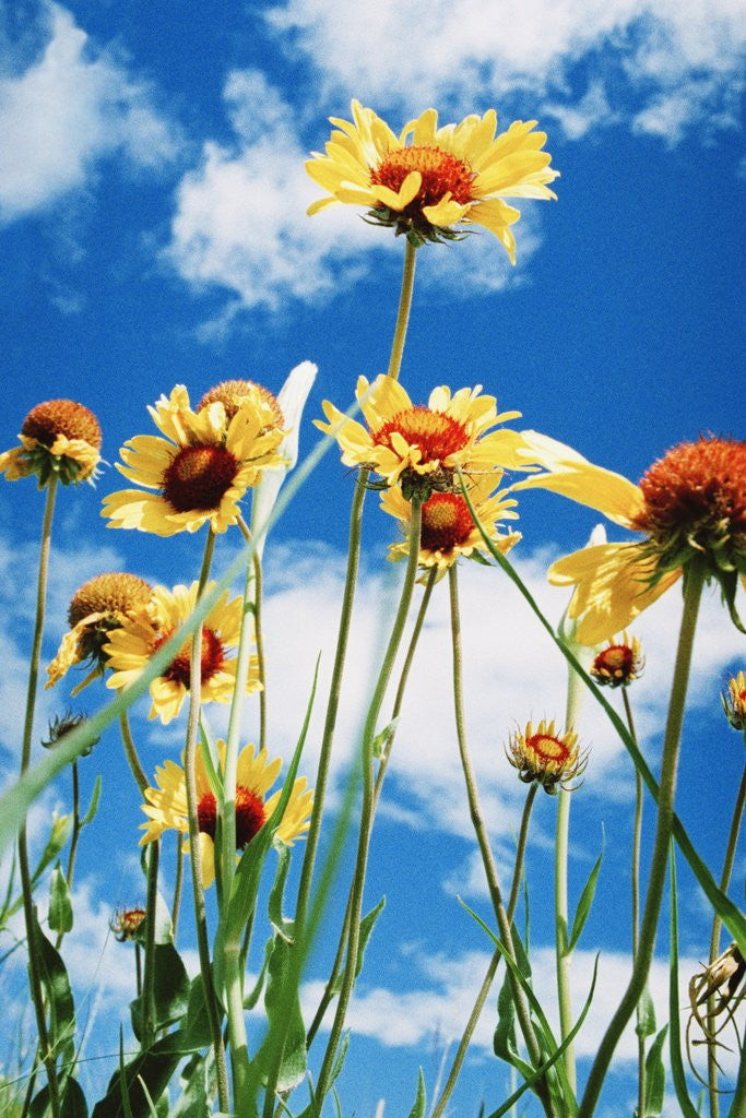 Detail of Wildflowers by Anonymous