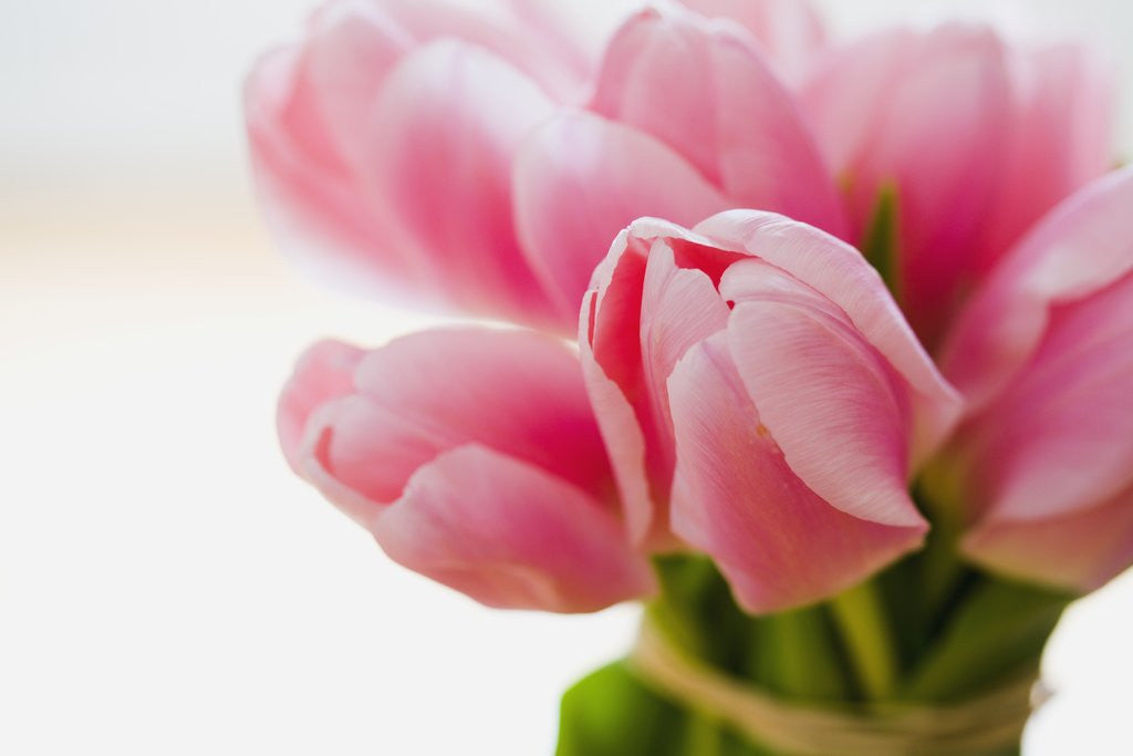 Detail of Pink tulips by Anonymous