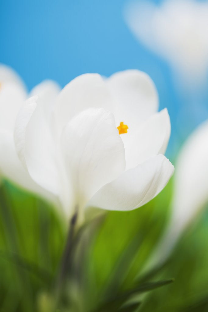 Detail of White crocus by Anonymous