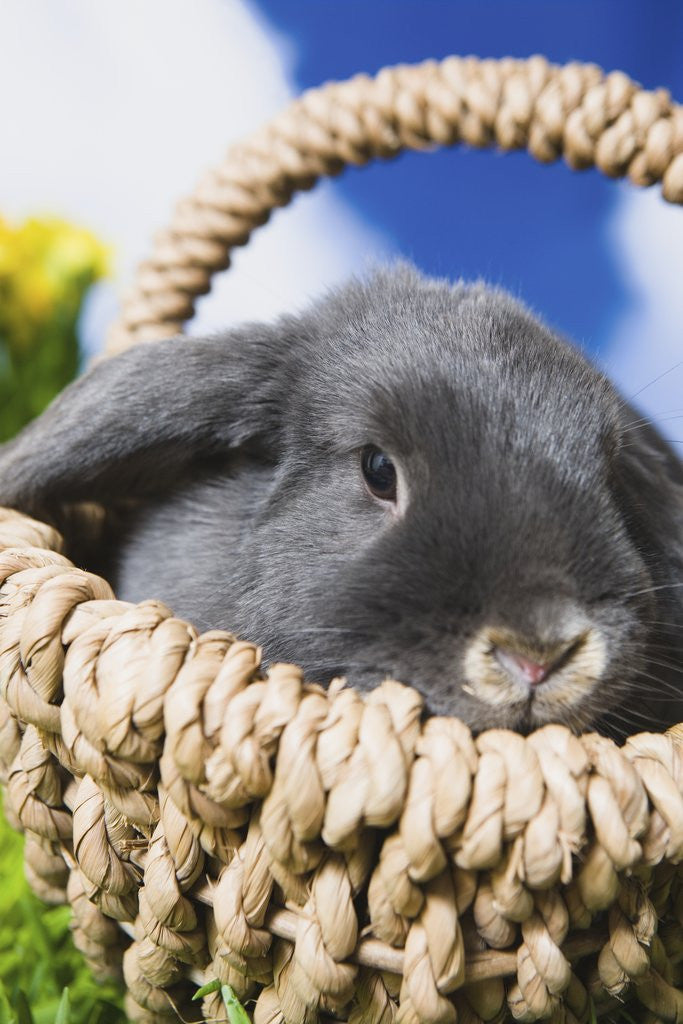 Detail of Lop-eared Easter bunny by Anonymous