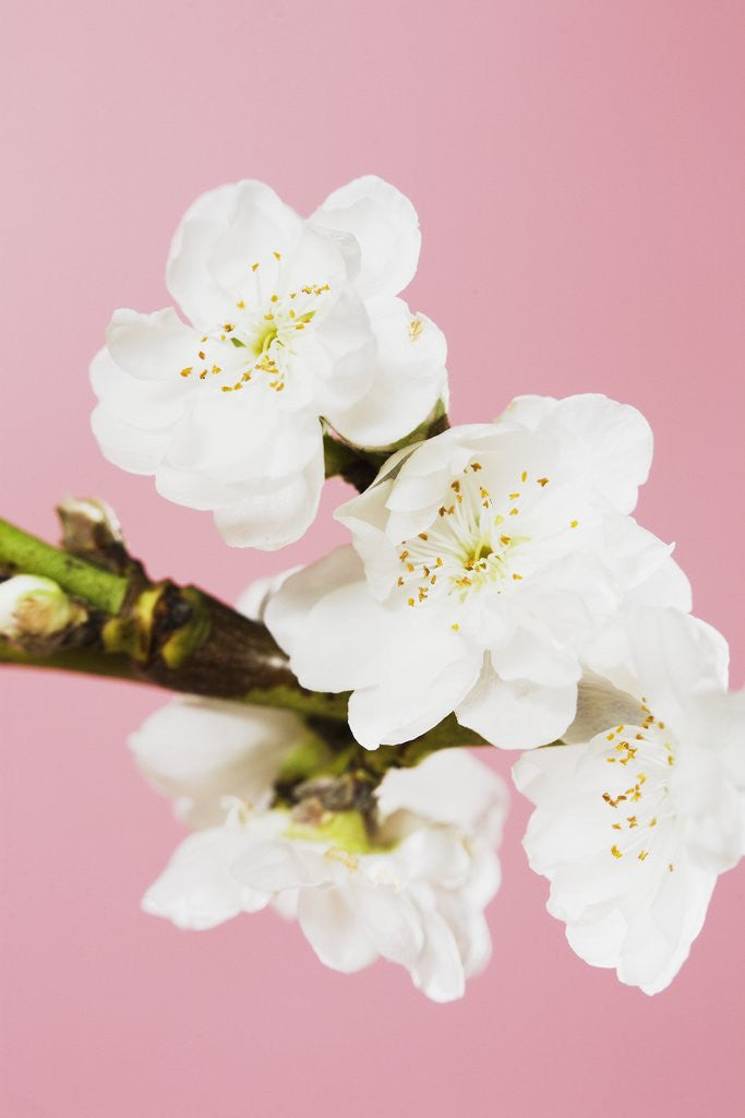 Detail of White cherry blossoms by Anonymous