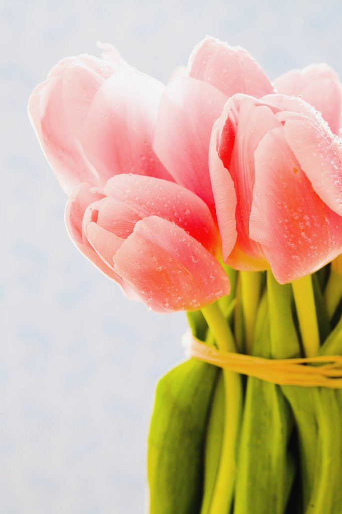 Detail of Pink tulips by Anonymous