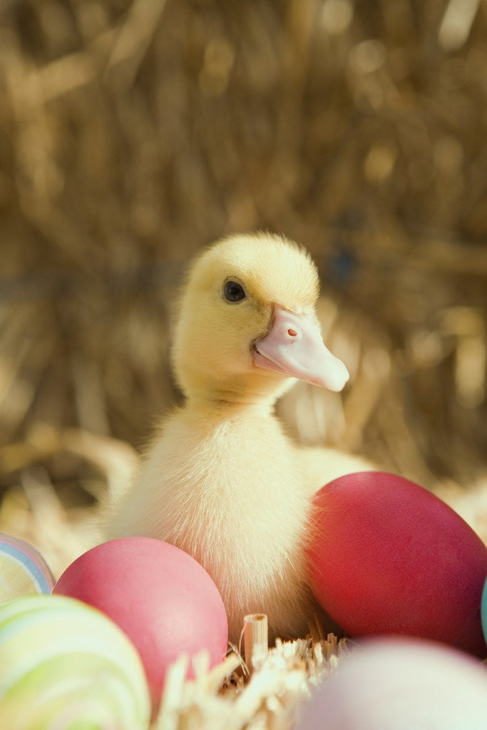 Detail of Duckling with Easter eggs by Anonymous