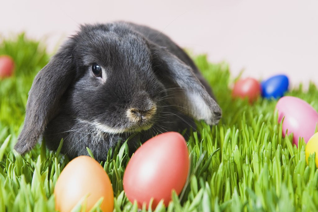 Detail of Lop-eared Easter bunny by Anonymous