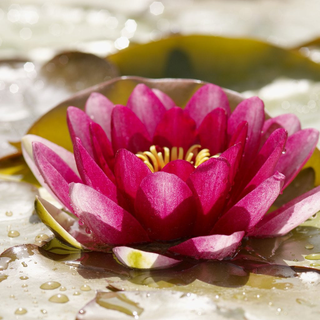 Detail of Water lily by Corbis