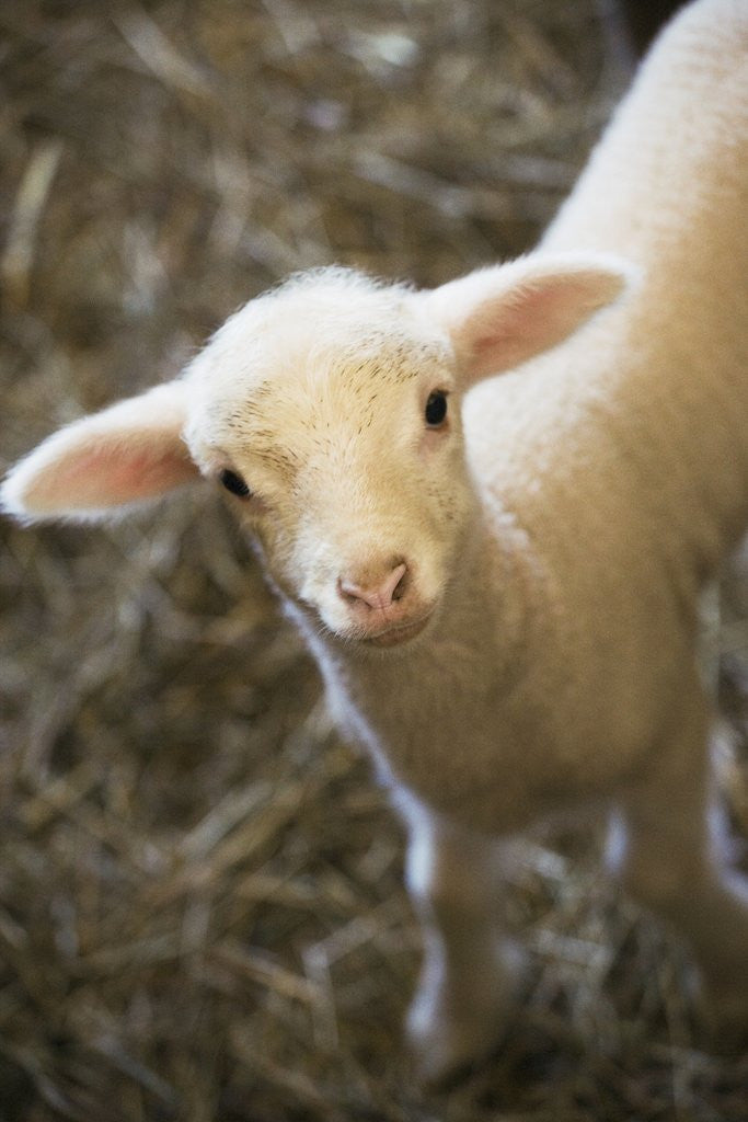 Detail of Baby lamb by Corbis