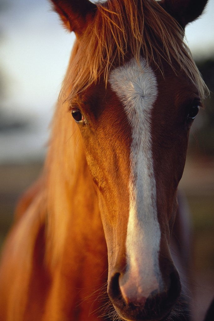 Detail of Horse by Anonymous
