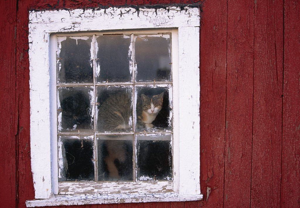 Detail of Cat sitting in a barn window by Anonymous