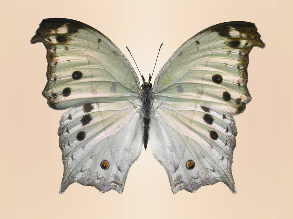 Detail of Forest mother-of-pearl butterfly by Corbis
