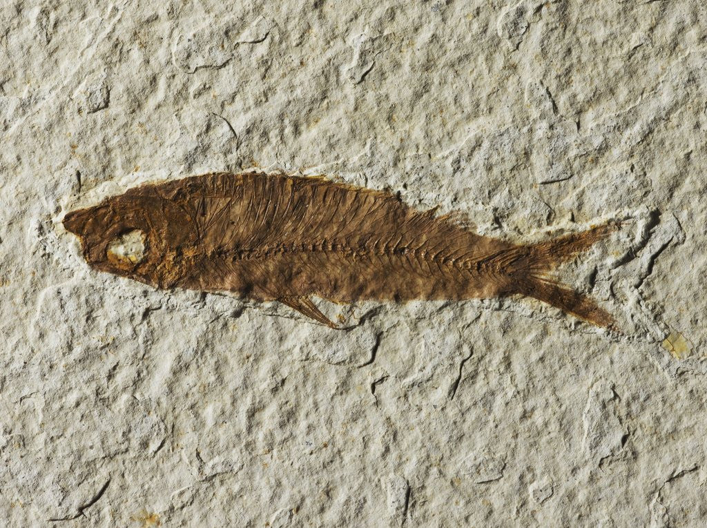 Detail of Fossil fish by Anonymous