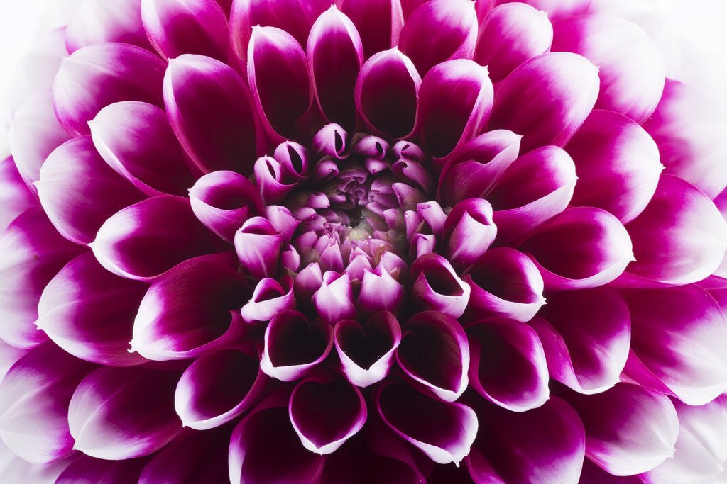 Detail of Purple Flower by Anonymous