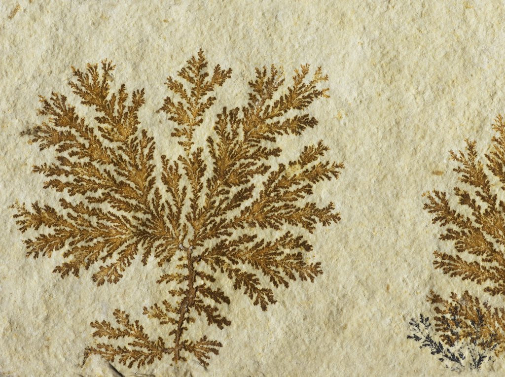 Detail of Fossil plant by Anonymous