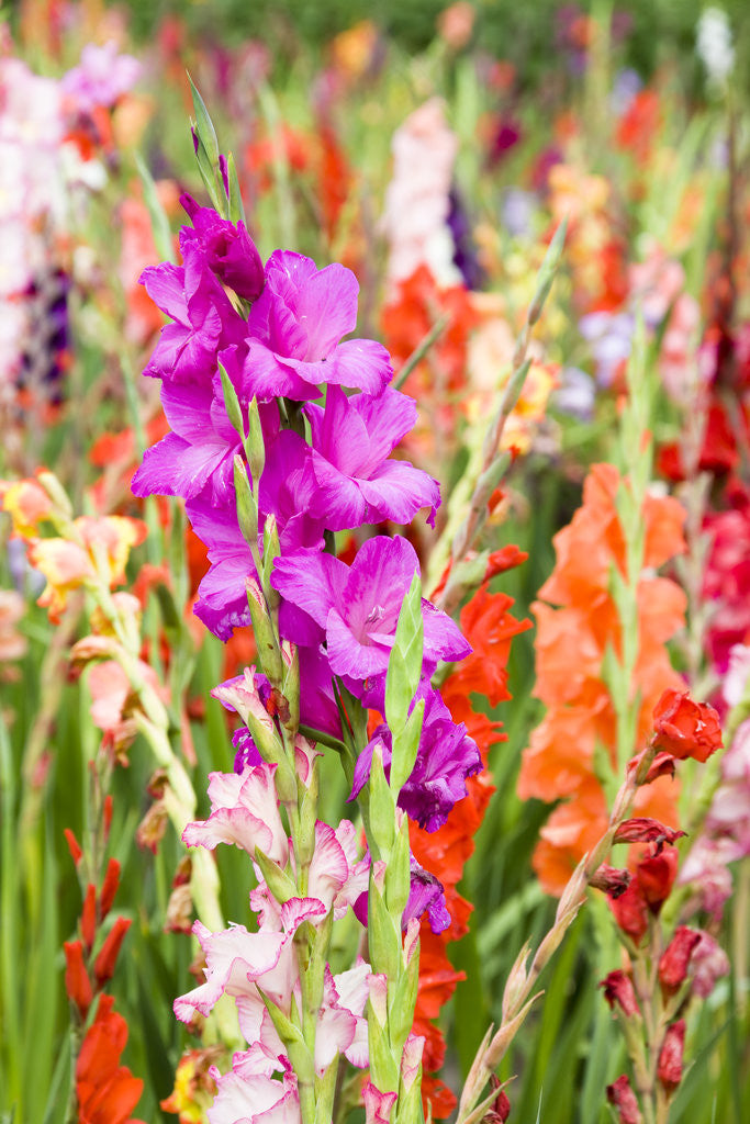 Detail of Gladioli Growing in a Garden in Germany by Anonymous
