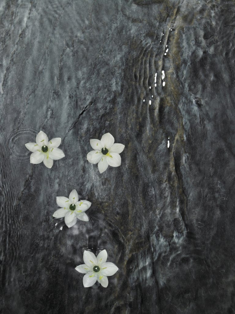 Detail of Four flowers floating on water by Corbis