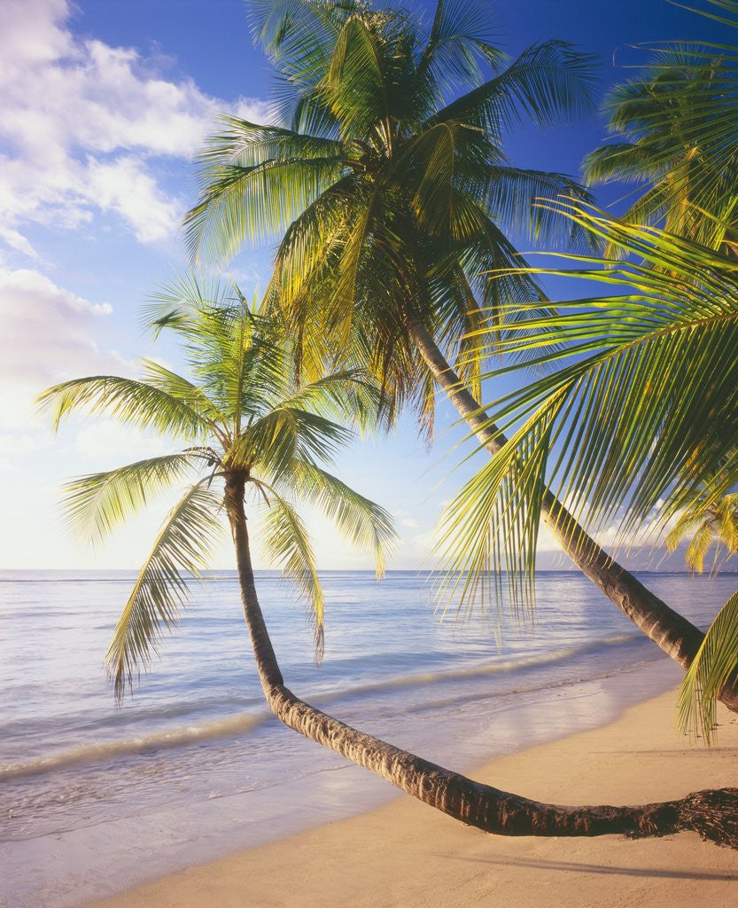 Detail of Pigeon Point Beach, Island of Tobago by Anonymous