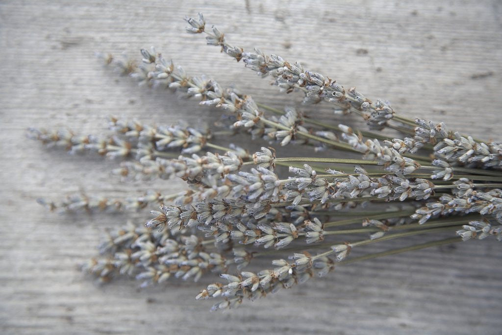 Detail of Lavender by Anonymous