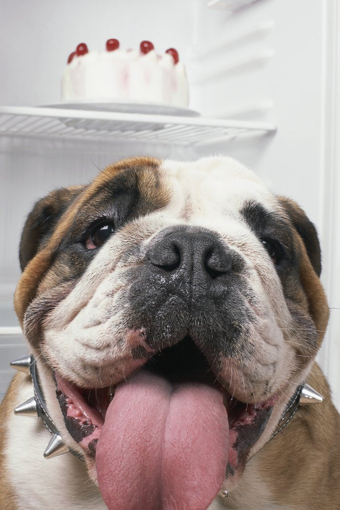 Detail of Bulldog in front of refrigerator by Anonymous